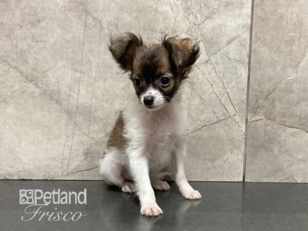 Chihuahua DOG Male Wht & Sable 28922 Petland Frisco, Texas