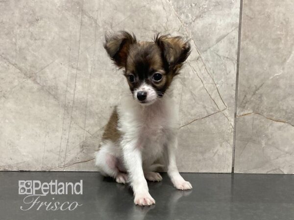 Chihuahua-DOG-Male-Wht & Sable-28922-Petland Frisco & Mckinney, Texas