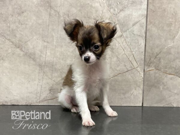 Chihuahua DOG Male Wht & Sable 28922 Petland Frisco, Texas