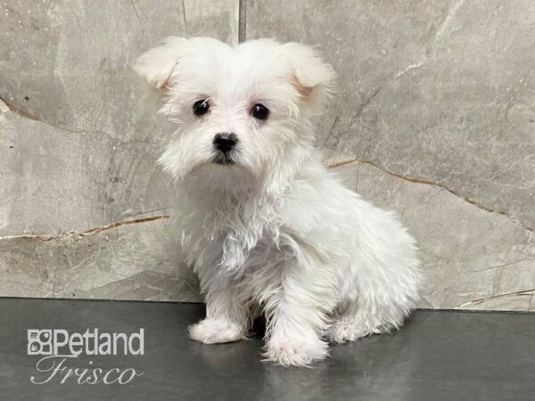 Maltese-DOG-Female-White-28921-Petland Frisco, Texas