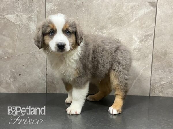 Australian Shepherd DOG Male Blue 28919 Petland Frisco, Texas