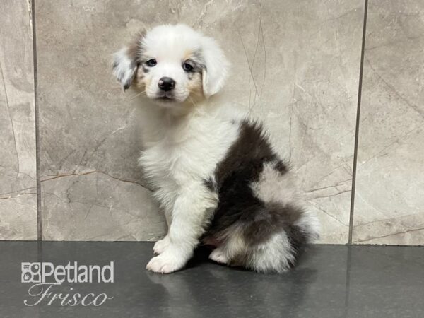 Australian Shepherd DOG Male Merle 28918 Petland Frisco, Texas