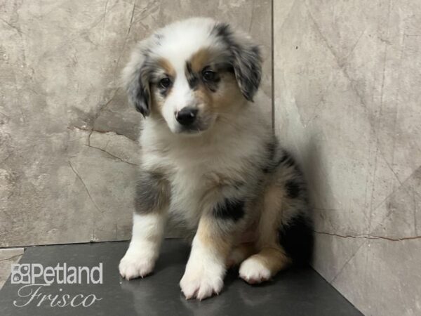 Australian Shepherd-DOG-Male-Blue Merle-28917-Petland Frisco & Mckinney, Texas