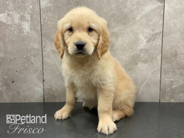 Golden Retriever-DOG-Female-Golden-28915-Petland Frisco & Mckinney, Texas