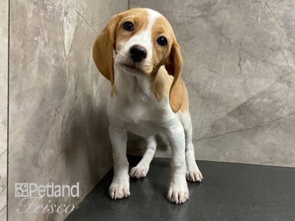 Beagle DOG Female Red & White 28911 Petland Frisco, Texas