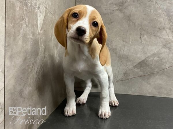 Beagle DOG Female Red & White 28911 Petland Frisco, Texas