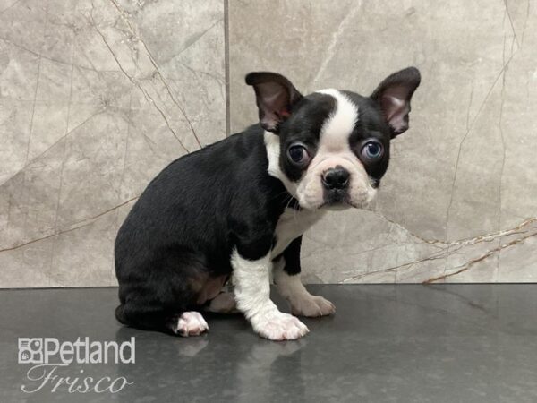 Boston Terrier-DOG-Female-Blk & Wht-28910-Petland Frisco & Mckinney, Texas
