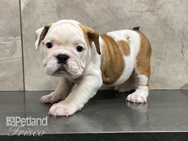 English Bulldog-DOG-Female-Fawn & Wht-28909-Petland Frisco & Mckinney, Texas