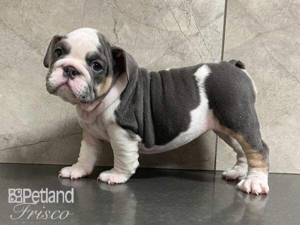 English Bulldog-DOG-Female-Blue & Wht-28908-Petland Frisco, Texas