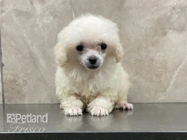 Toy Poodle DOG Male WHITE 28907 Petland Frisco, Texas