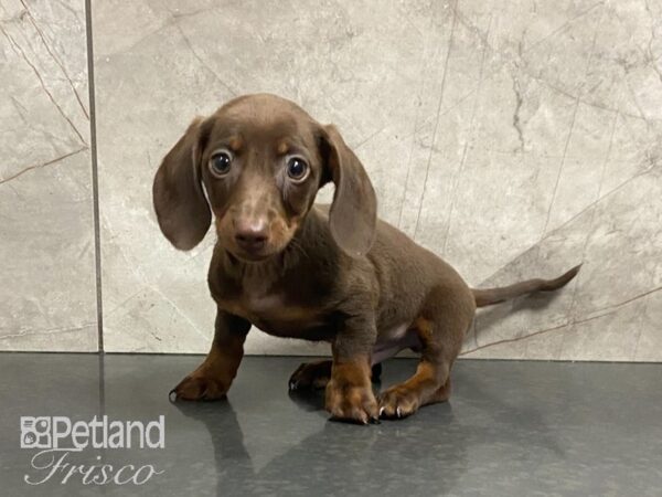 Miniature Dachshund-DOG-Male-Chocolate and Tan-28906-Petland Frisco & Mckinney, Texas