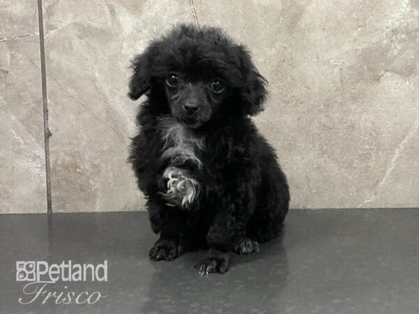 Toy Poodle DOG Male BLACK 28902 Petland Frisco, Texas