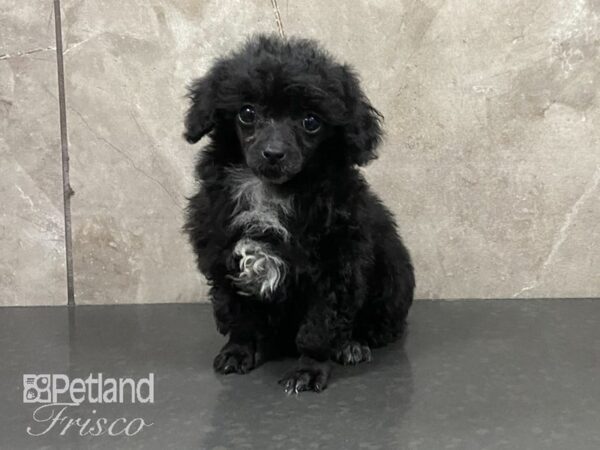 Toy Poodle-DOG-Male-BLACK-28902-Petland Frisco & Mckinney, Texas