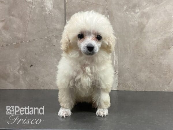 Toy Poodle-DOG-Female-WHITE-28900-Petland Frisco, Texas