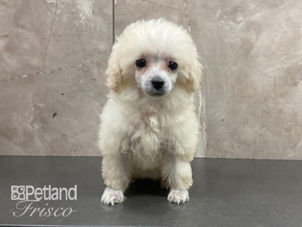 Toy Poodle-DOG-Female-WHITE-28900-Petland Frisco & Mckinney, Texas