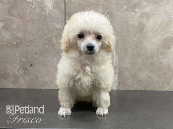 Toy Poodle DOG Female WHITE 28900 Petland Frisco, Texas