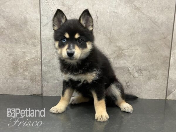 Pomsky-DOG-Female-Black Tricolor-28899-Petland Frisco, Texas