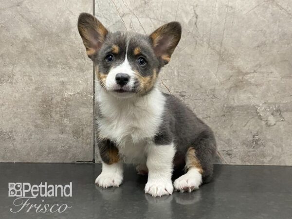 Pembroke Welsh Corgi-DOG-Male-Blue Tri-28897-Petland Frisco, Texas