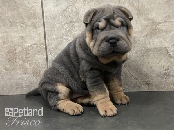 Shar Pei-DOG-Female-Blue-28895-Petland Frisco & Mckinney, Texas