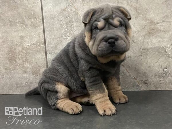 Shar Pei DOG Female Blue 28895 Petland Frisco, Texas