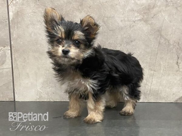 Morkie-DOG-Female-BLACK/ TAN-28894-Petland Frisco, Texas