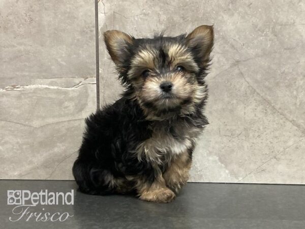 Morkie-DOG-Female-BLACK/ TAN-28892-Petland Frisco, Texas