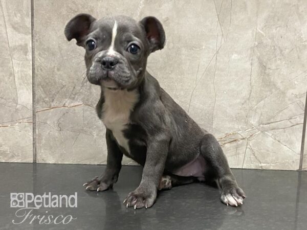 French Bulldog-DOG-Female-BLUE-28886-Petland Frisco & Mckinney, Texas