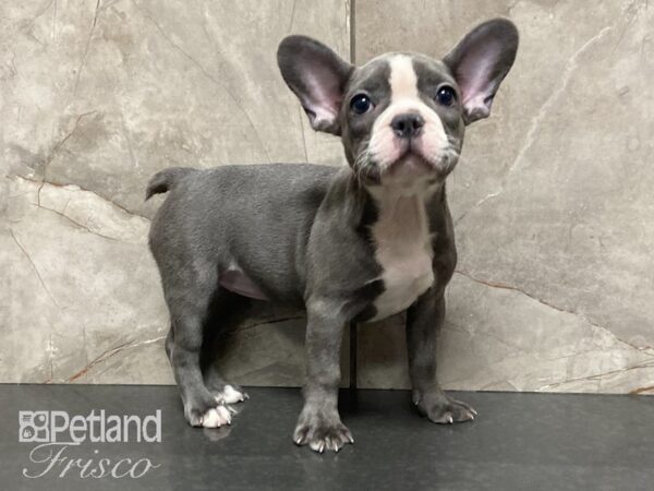 French Bulldog-DOG-Female-BLUE-28885-Petland Frisco & Mckinney, Texas