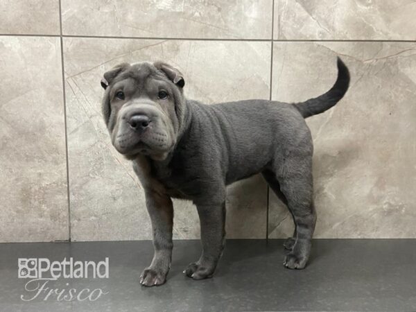 Shar Pei-DOG-Female-Blue-28805-Petland Frisco & Mckinney, Texas