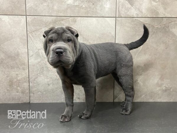 Shar Pei-DOG-Female-Blue-28805-Petland Frisco, Texas