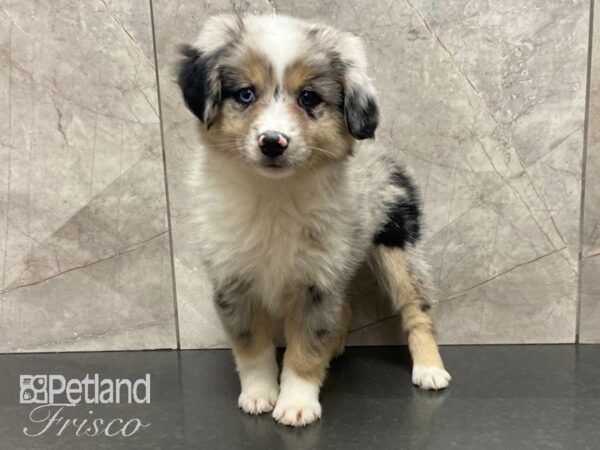 Australian Shepherd DOG Female Blue Merle 28920 Petland Frisco, Texas