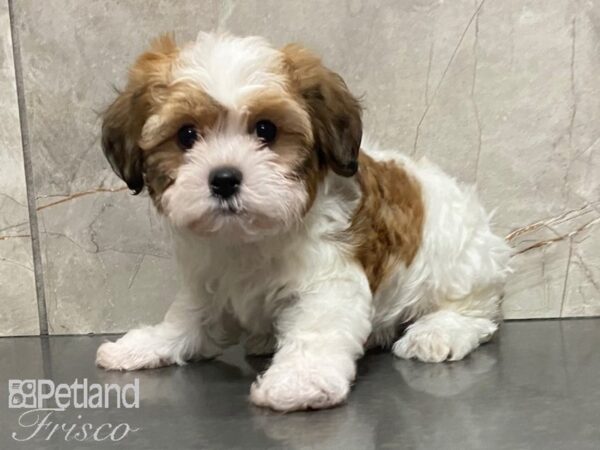 Havanese/Shih Tzu-DOG-Male--28913-Petland Frisco & Mckinney, Texas