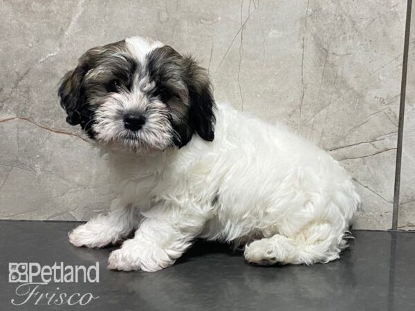 Havanese/Shih Tzu-DOG-Male--28912-Petland Frisco & Mckinney, Texas