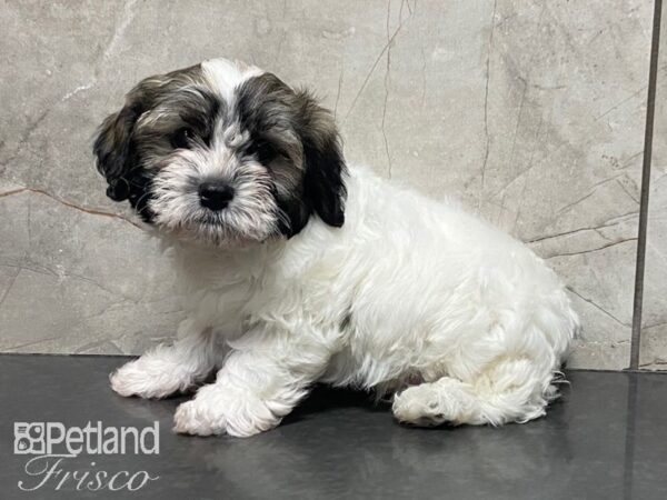 Havanese/Shih Tzu-DOG-Male--28912-Petland Frisco, Texas