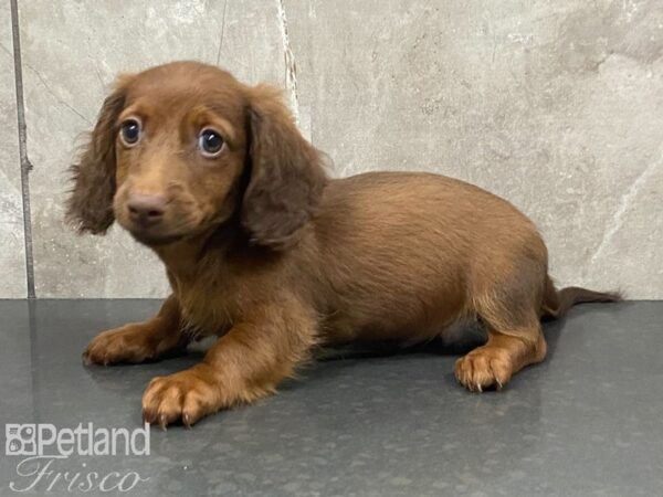 Miniature Dachshund-DOG-Male-Red-28905-Petland Frisco & Mckinney, Texas