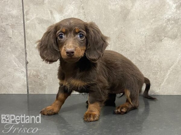 Miniature Dachshund-DOG-Female-Chocolate and Tan-28904-Petland Frisco, Texas