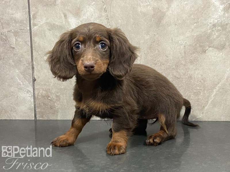 Miniature Dachshund Puppy Chocolate and Tan ID 28904 Located at