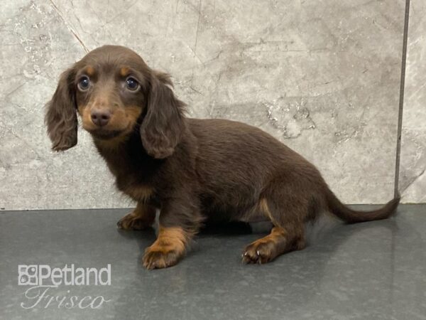 Miniature Dachshund-DOG-Female-Chocolate and Tan-28903-Petland Frisco & Mckinney, Texas