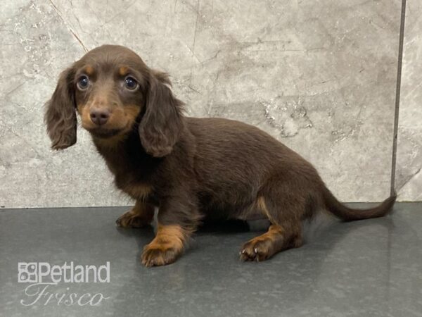 Miniature Dachshund DOG Female Chocolate and Tan 28903 Petland Frisco, Texas