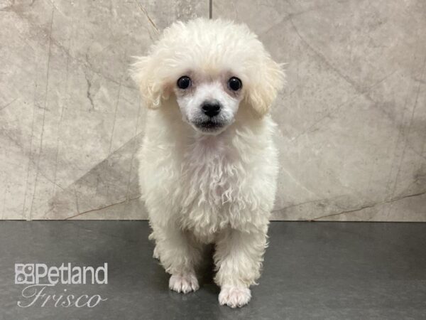 Toy Poodle DOG Female WHITE 28901 Petland Frisco, Texas