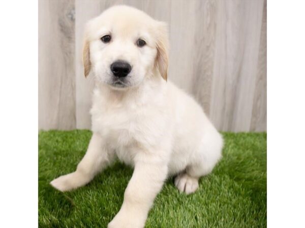 Golden Retriever-DOG-Male-Cream-28931-Petland Frisco & Mckinney, Texas