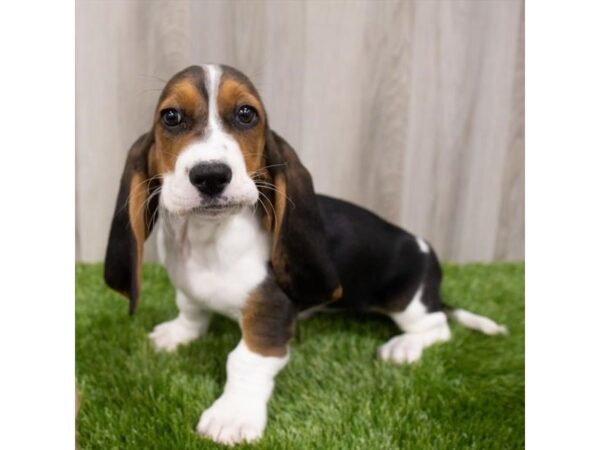 Basset Hound DOG Female Black White / Tan 28940 Petland Frisco, Texas