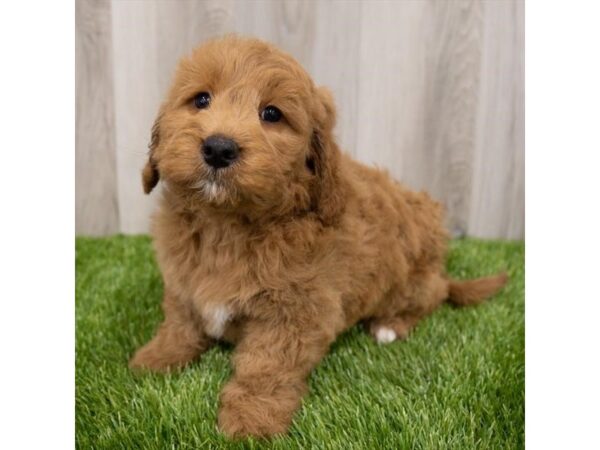 Goldendoodle Mini DOG Male Golden 28949 Petland Frisco, Texas