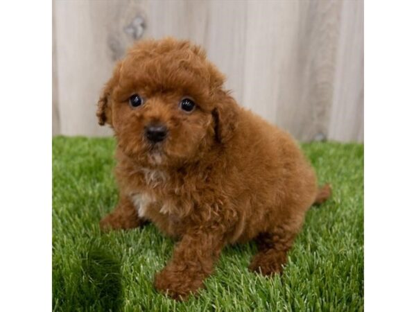 F1B Mini Goldendoodle DOG Female Dark Red 28950 Petland Frisco, Texas