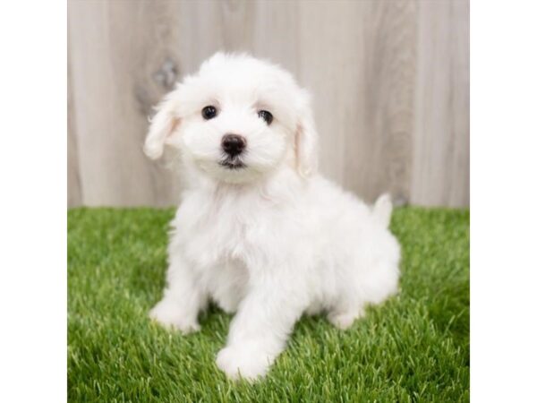 Maltechon DOG Female White 28945 Petland Frisco, Texas