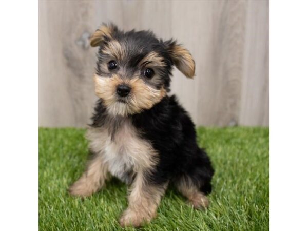 Yorkshire Terrier-DOG-Female-Black / Tan-28943-Petland Frisco & Mckinney, Texas