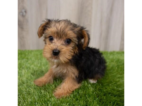 Yorkshire Terrier-DOG-Male-Black / Tan-28944-Petland Frisco & Mckinney, Texas