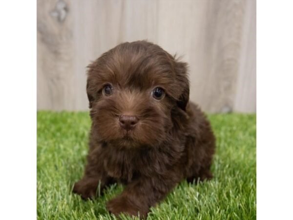 Yorkiepoo-DOG-Male-Chocolate-28956-Petland Frisco & Mckinney, Texas