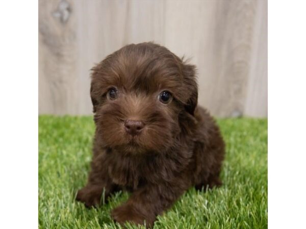 Yorkiepoo DOG Male Chocolate 28956 Petland Frisco, Texas