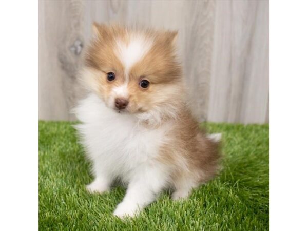 Pomeranian DOG Female Orange Sable 28935 Petland Frisco & Mckinney, Texas